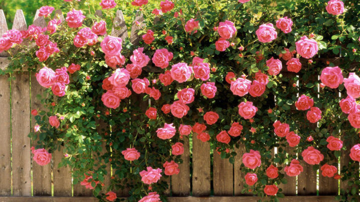 Как выращивать плетистые розы правильно