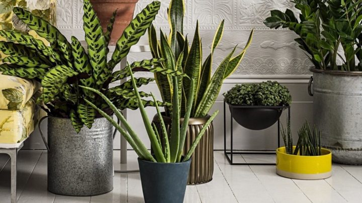 7 лучших комнатных растений для очистки воздуха в помещении